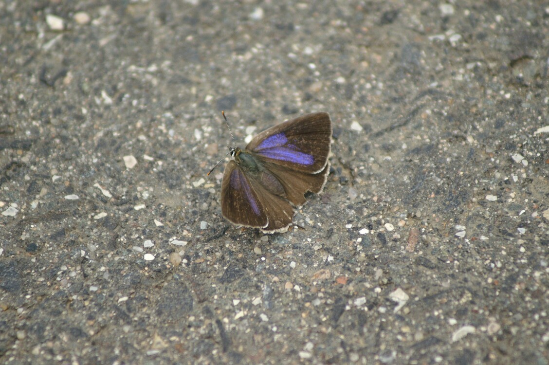 brauner_falter.jpg
