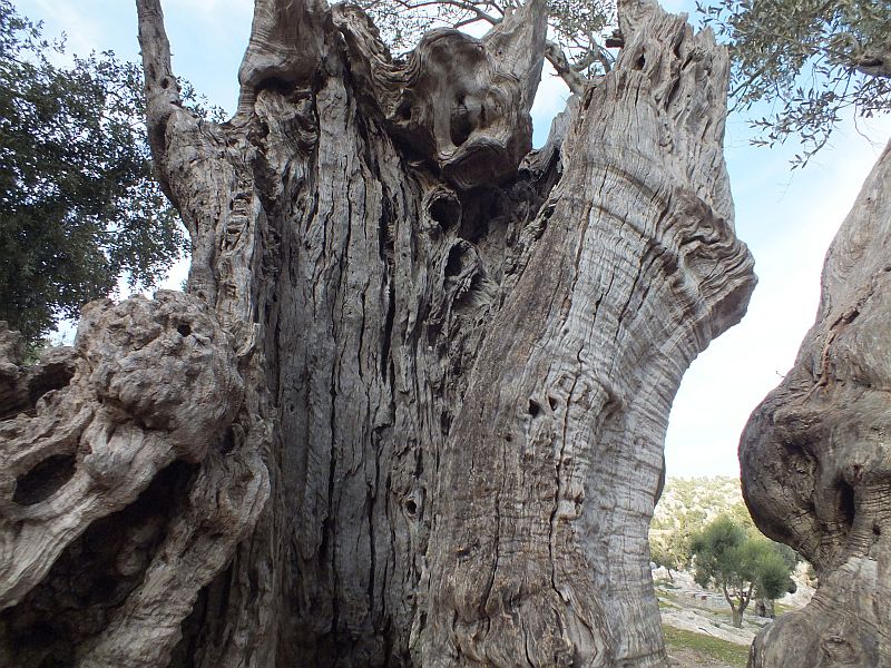 olivenbaum_02.jpg