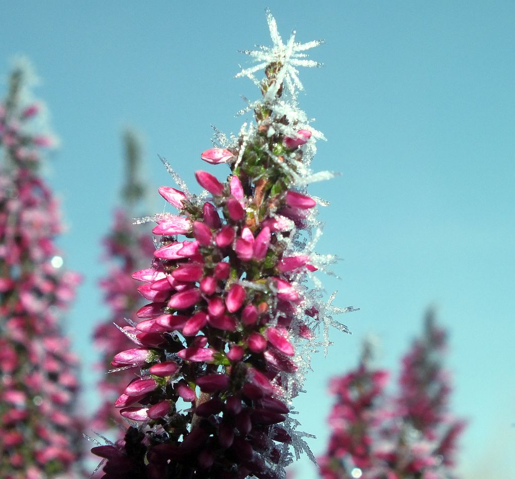 heidekraut_mit_frost.jpg