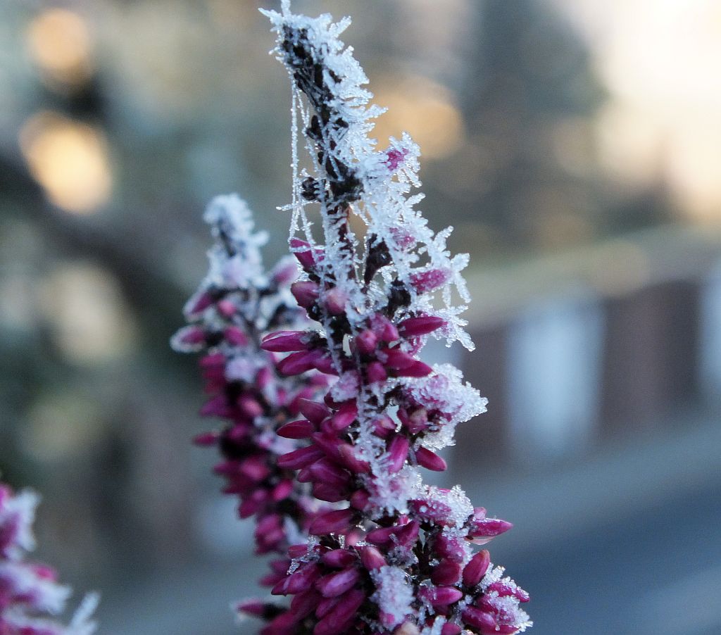heidekraut_mit_frost_02.jpg