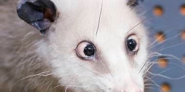 opossum-heidi-leipzig--1292086747512-.jpg