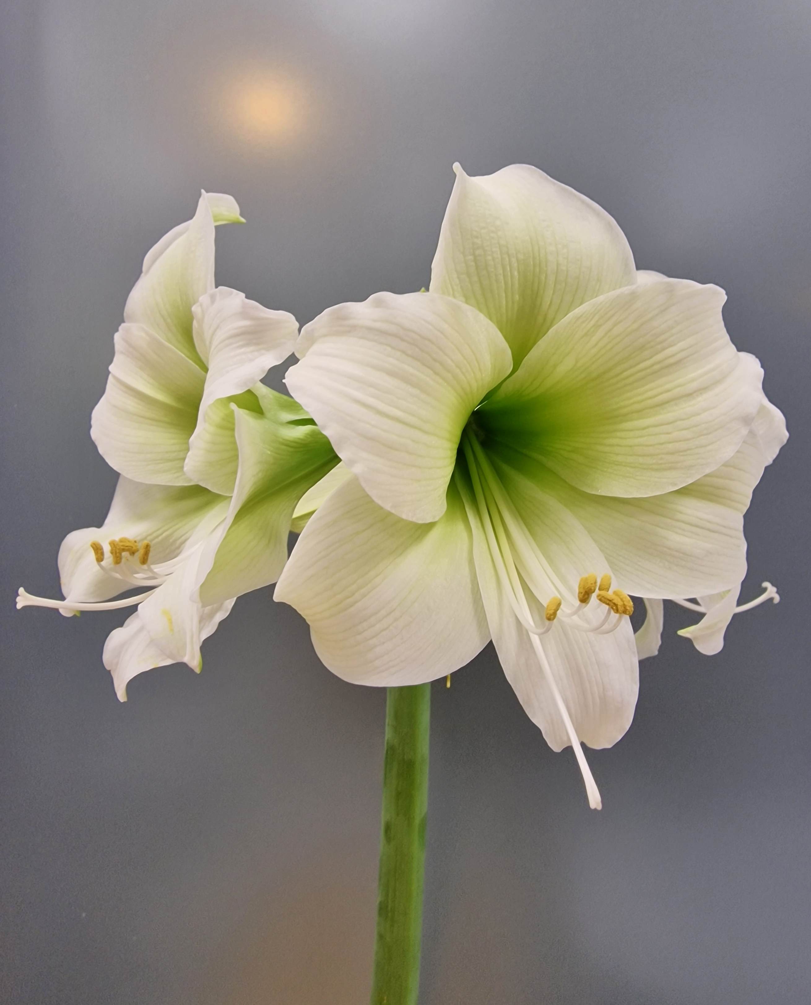amaryllis_11.jpg